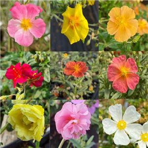 Helianthemum Collection 6x9cm